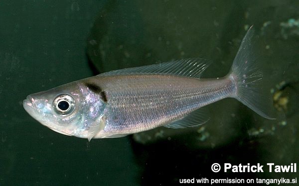 Benthochromis melanoides